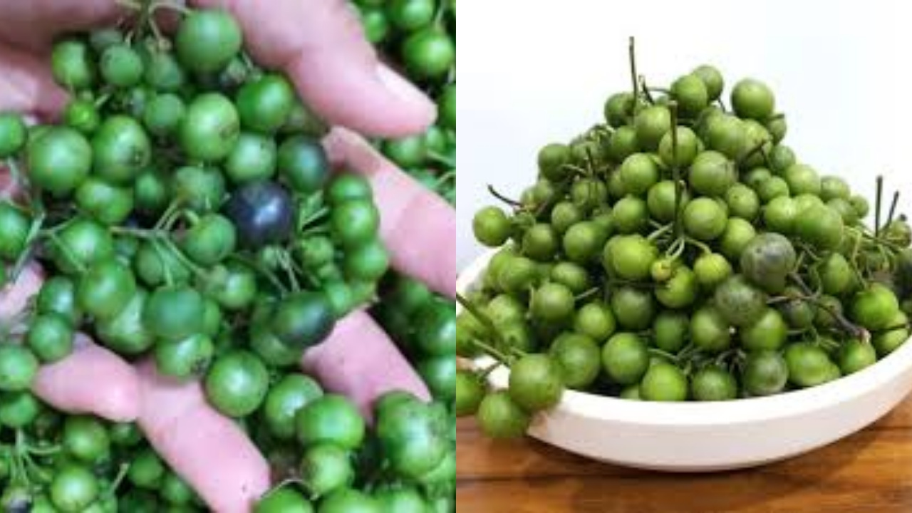 Leunca: Ini Kandungan Nutrisi dan Manfaatnya Untuk Kesehatan Tubuh Yuk Simak