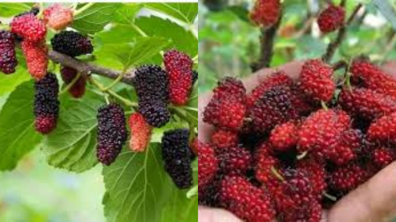 Simak! 8 Manfaat Buah Murbei untuk Kesehatan Yang Jarang Diketahui