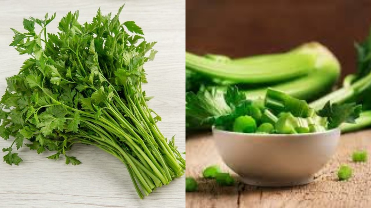 Mengungkap Sebuah Manfaat Dari Daun Seledri untuk Ginjal!