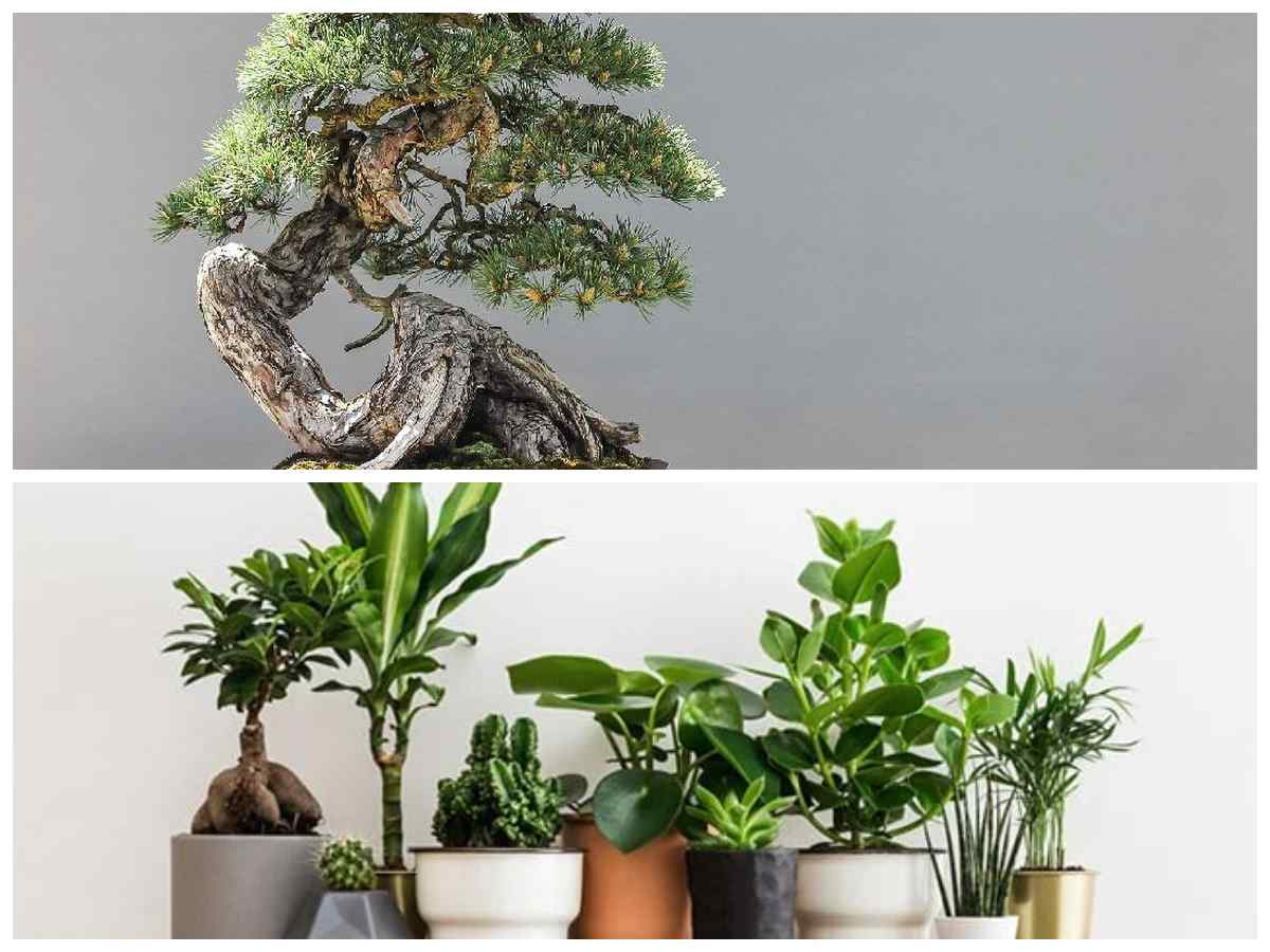 Tanam Tanaman Hias Ini untuk Keberuntungan dan Kesejahteraan di 2025!