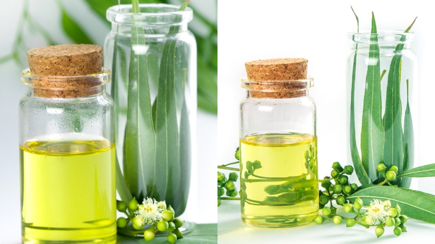 jarang Diketahui Inilah Manfaat Minyak Kayu Putih Bagi Kesehatan Yang Luar Biasa! 