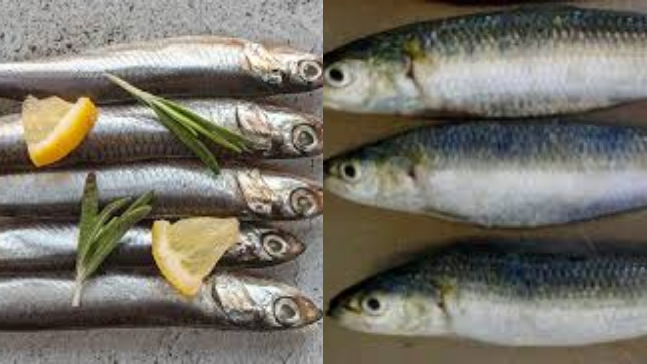 Yuk Kenali Manfaat Ikan Lemuru dan Cara Memasaknya Untuk Kesehatan!