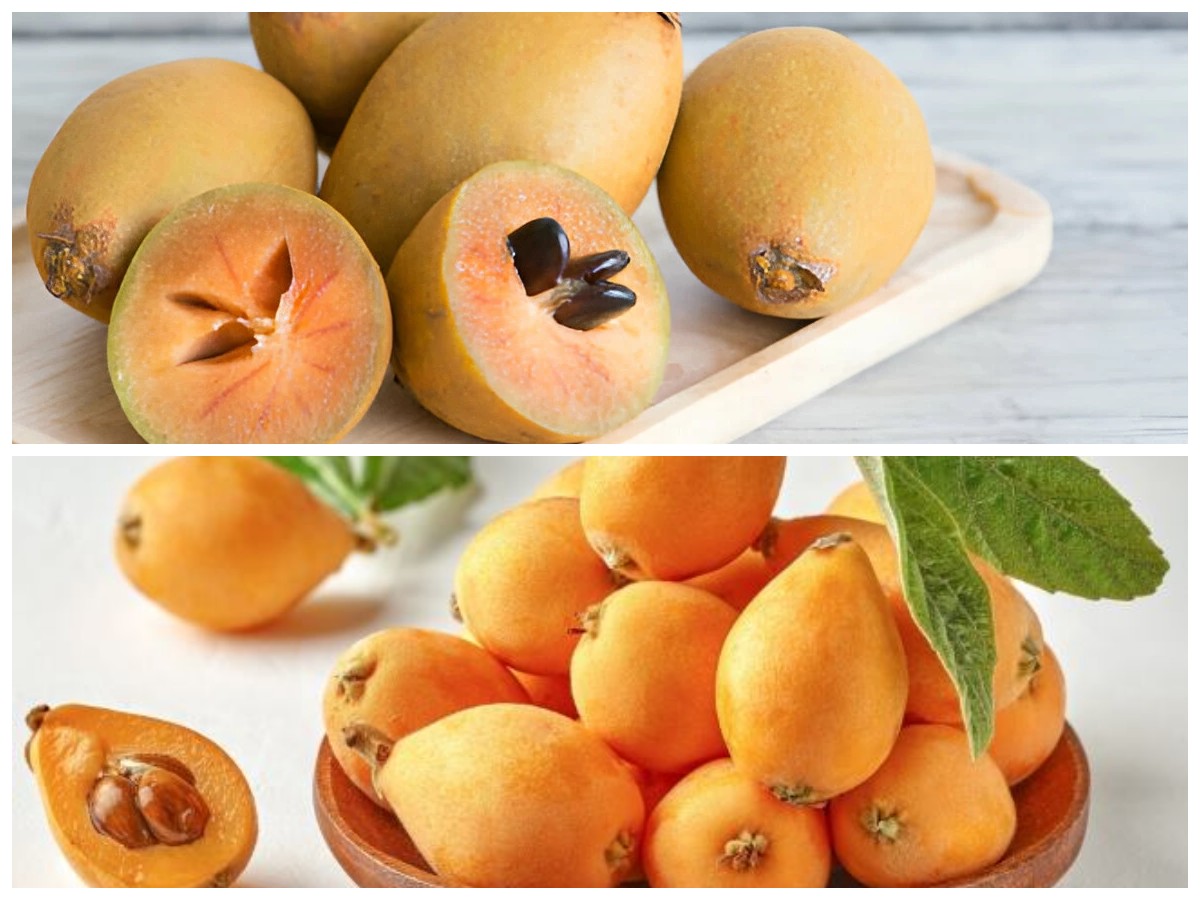 Rahasia Kesehatan Buah Loquat: Kandungan Nutrisi dan Manfaatnya bagi Tubuh