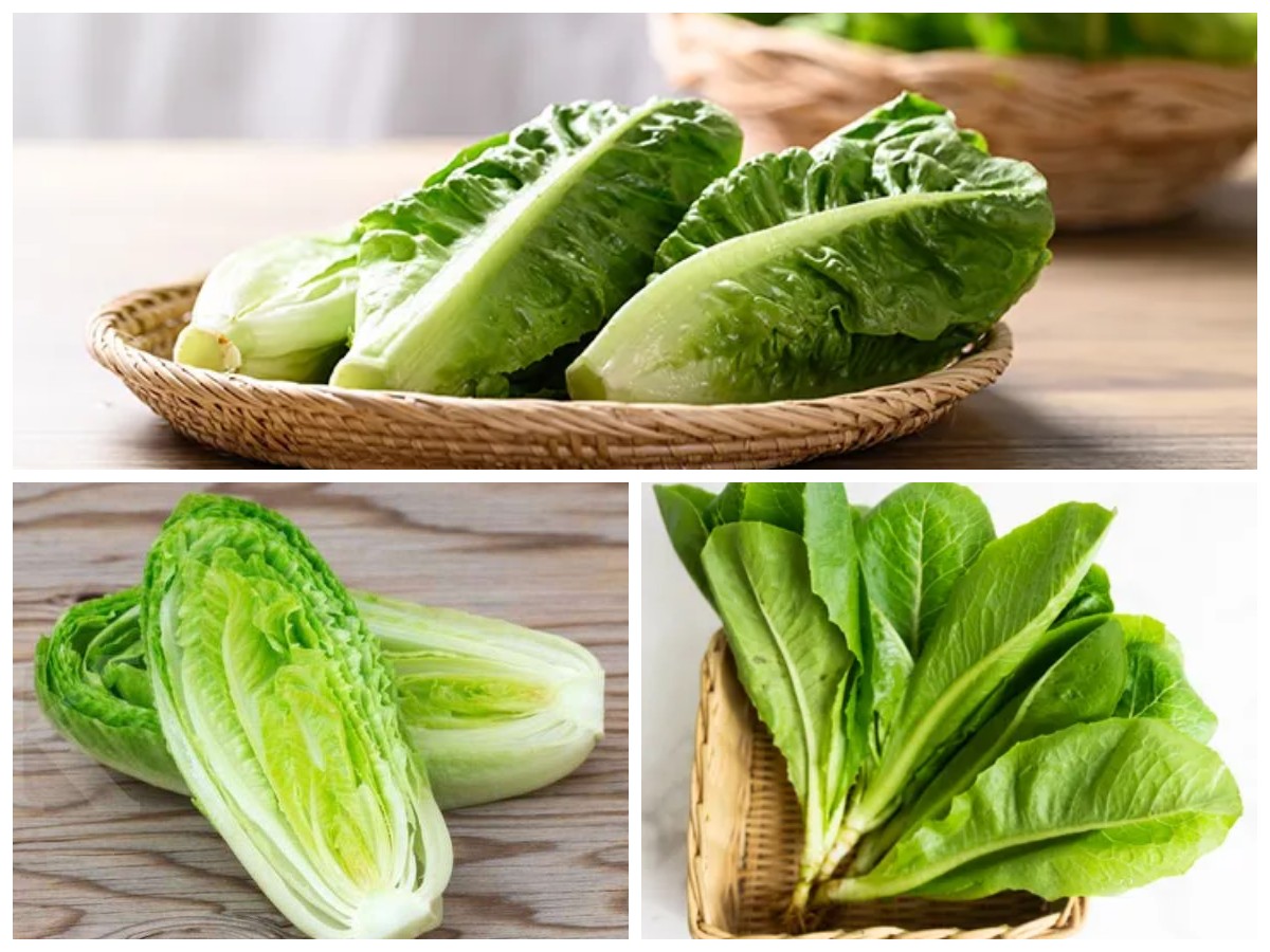 Manfaat Selada Romaine bagi Kesehatan Tubuh: Sayuran Renyah dengan Segudang Khasiat!