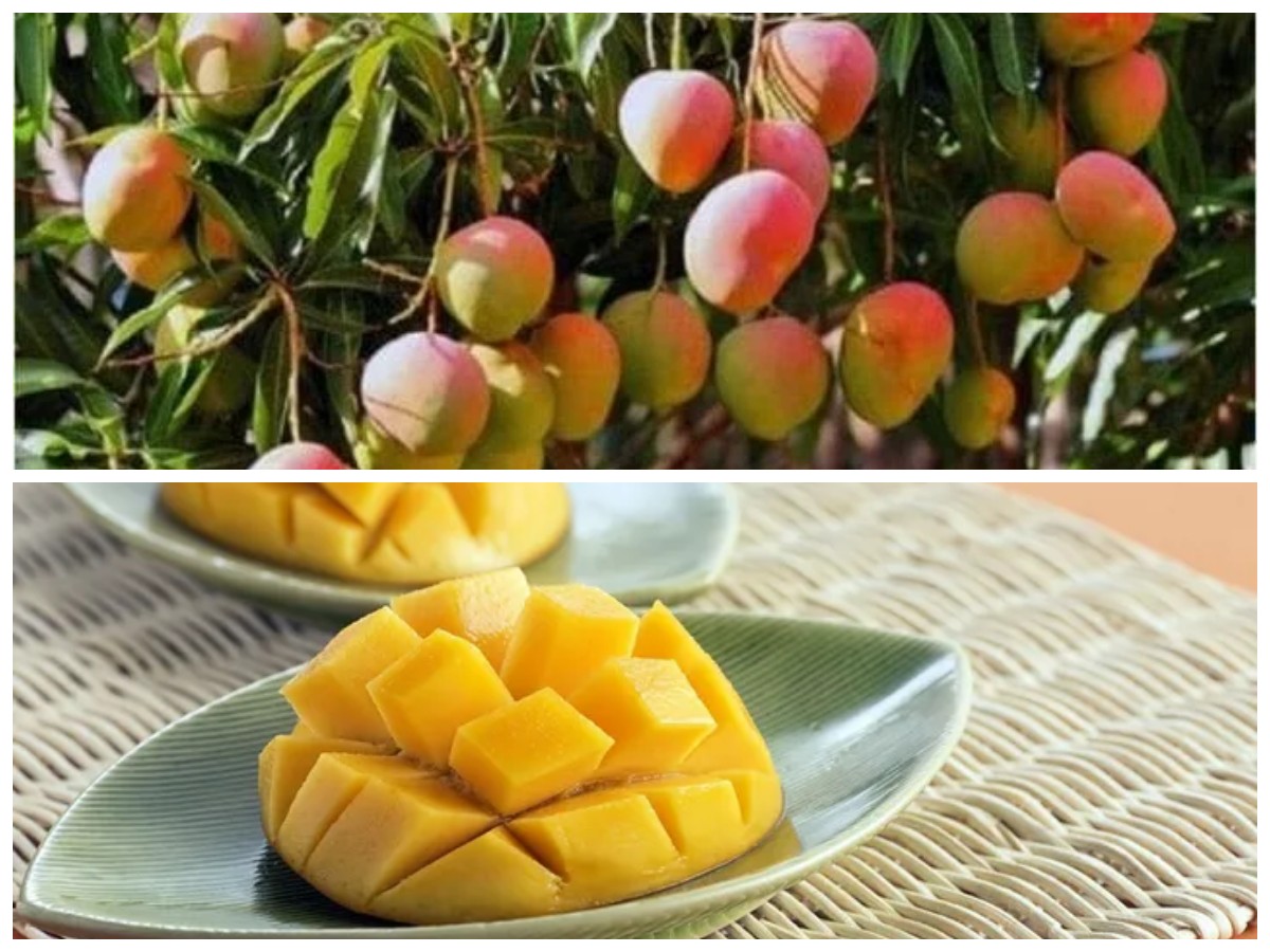 Manisnya Mangga Gedong: Buah Lezat dengan Segudang Manfaat untuk Kesehatan