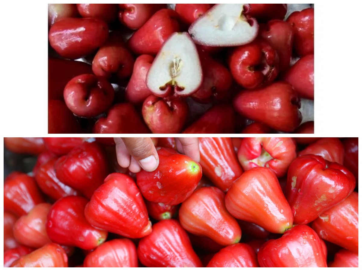 Jambu Air: Buah Segar yang Kaya Nutrisi dan Bermanfaat bagi Kesehatan