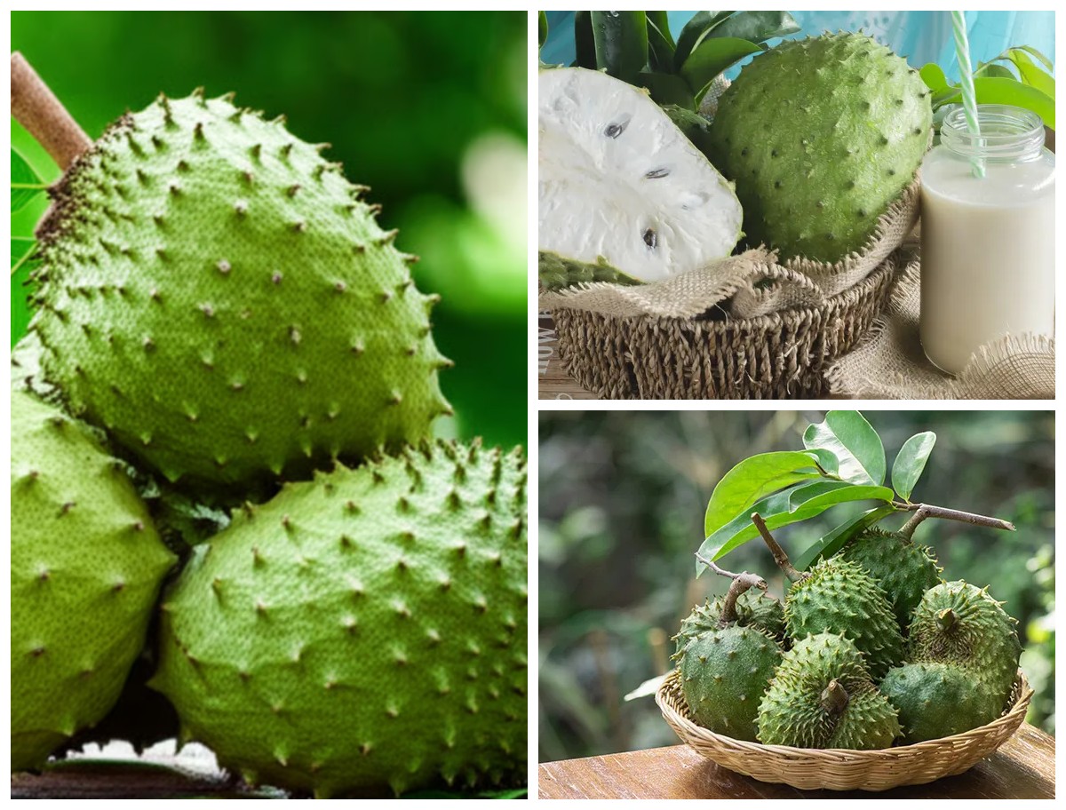 Manfaat Buah Sirsak bagi Kesehatan Tubuh: Rahasia Alami untuk Imun Kuat, Cegah Kanker, dan Jaga Pencernaan!