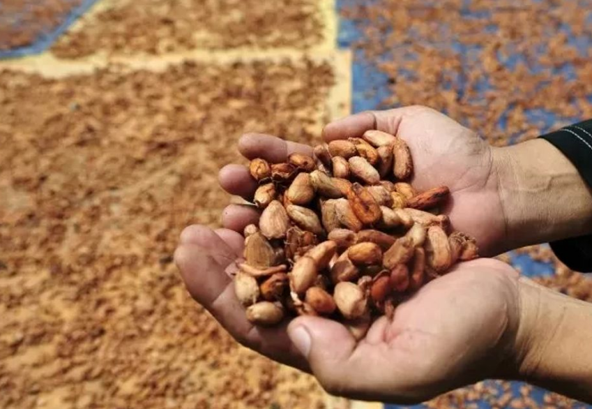 Pacu Daya Saing Industri Pengolahan Kakao, Kemenperin Dukung Peningkatan Kemitraan dan Cokelat Artisan