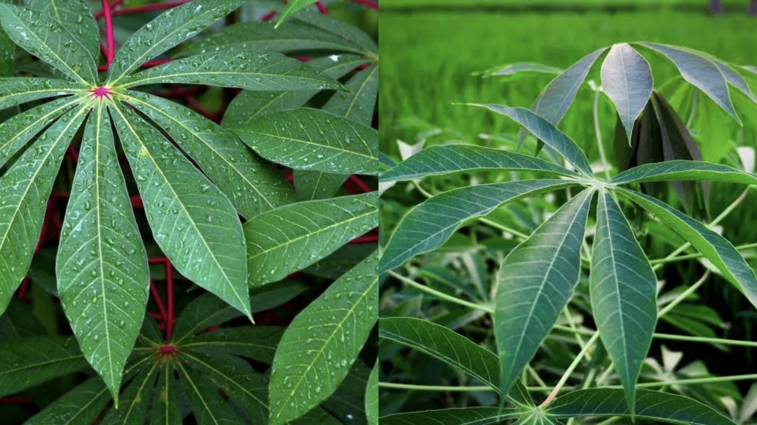 Jarang Diketahui, Ini Manfaat Daun Singkong bagi Tubuh