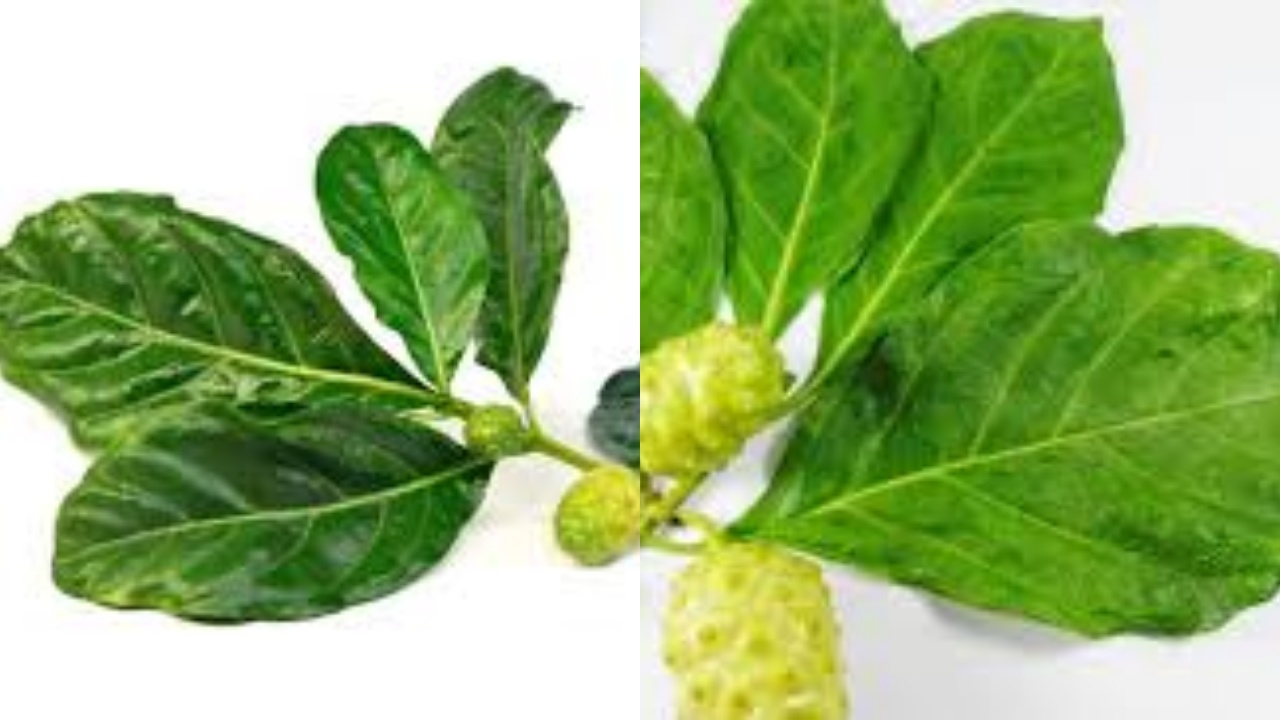 Inilah 8 Manfaat Daun Mengkudu Untuk Kesehatan Yang Luar Biasa!