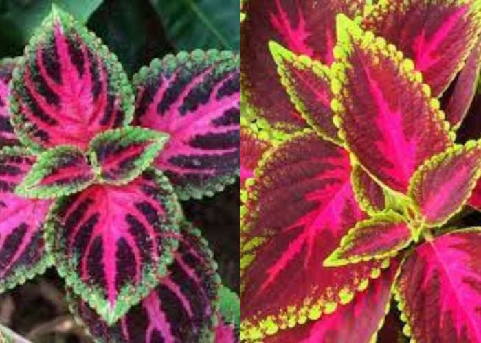 Daun Miana Dan 7 Manfaatnya untuk Kesehatan Yang Jarang Diketahui