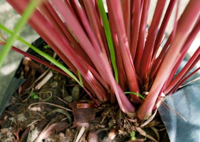 Kenapa Serai Merah Bisa Jadi Minuman Herbal Favorit?  Apa Saja Manfaatnya?