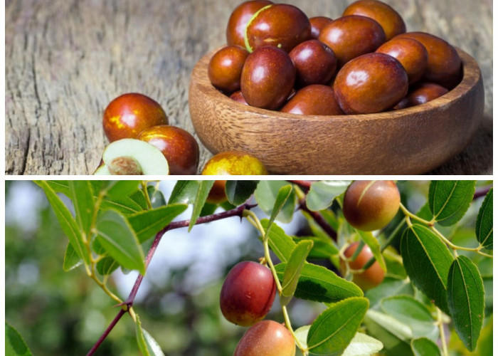 Manfaat Buah Bidara bagi Kesehatan Tubuh: Rahasia Herbal yang Kaya Khasiat dari Alam!