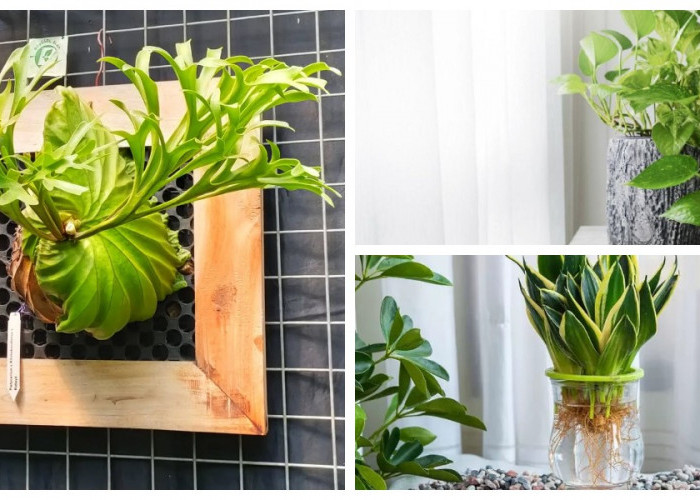 5 Tanaman Hias Tanpa Tanah yang Unik dan Estetik: Solusi Segar untuk Mempercantik Rumah