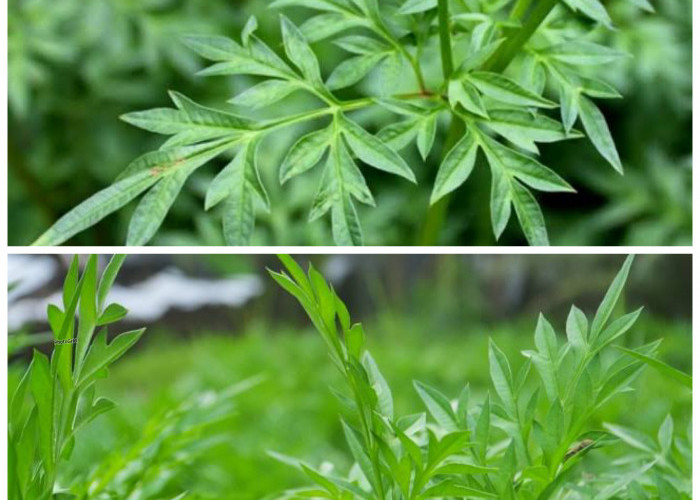 Menelusuri Manfaat Daun Kenikir untuk Kesehatan Tubuh: Dari Imun Kuat hingga Pencernaan Sehat!