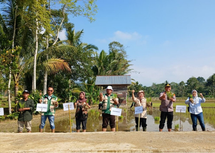 Dukung Ketahanan Pangan Nasional, Polres Pagar Alam Tanam Padi Serentak di Dempo Tengah