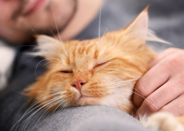 6 Alasan Kucing Suka Tidur Didekatmu, Salah Satunya Keberuntungan Akan Menghampiri!