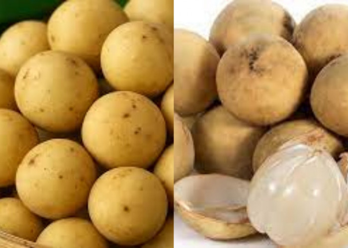 Wajib Tahu Inilah 7 Manfaat Buah Duku Beserta Kandungan Nutrisinya Yang Luar Biasa!