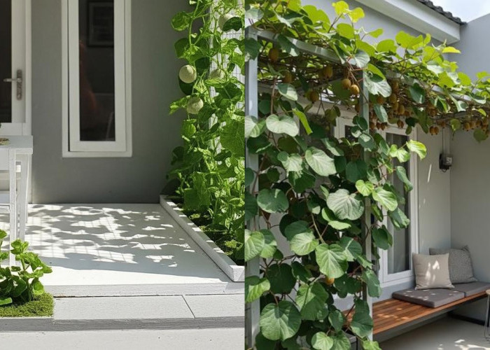 Teras Cantik Bernuansa Alam, Inspirasi Tanaman Buah Merambat di Dinding Rumah!