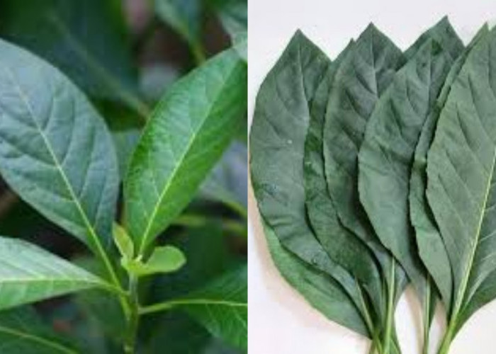 Membantu Menurunkan Berat Badan Ini Manfaat Daun Afrika Untuk Kesehatan Tubuh!