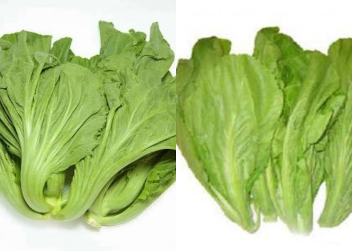 Manfaat Sawi Pahit Bagi Kesehatan Tubuh Yang Luar Biasa!