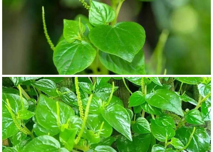 Manfaat Daun Sirih Cina bagi Kesehatan Tubuh: Herbal Sederhana dengan Segudang Khasiat Alami!