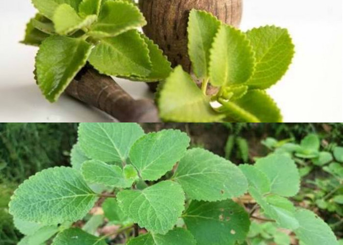 Rahasia Herbal Nusantara: Segudang Manfaat Daun Bangun-Bangun untuk Kesehatan Tubuh dan Ibu Menyusui