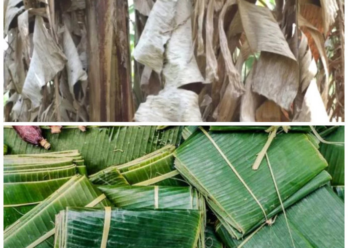 Mengungkap Khasiat Tersembunyi Daun Pisang Kering untuk Kesehatan