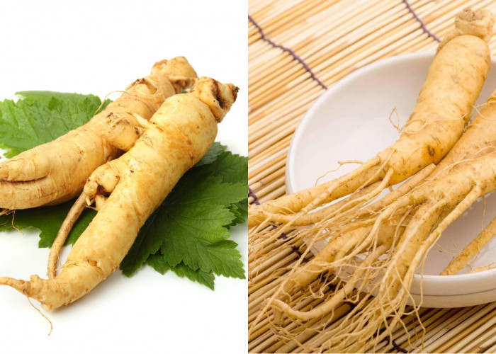 Jarang Diketahui Inilah Manfaat Dari Gingseng Yang Luar Biasa Mengatur kadar gula darah! 