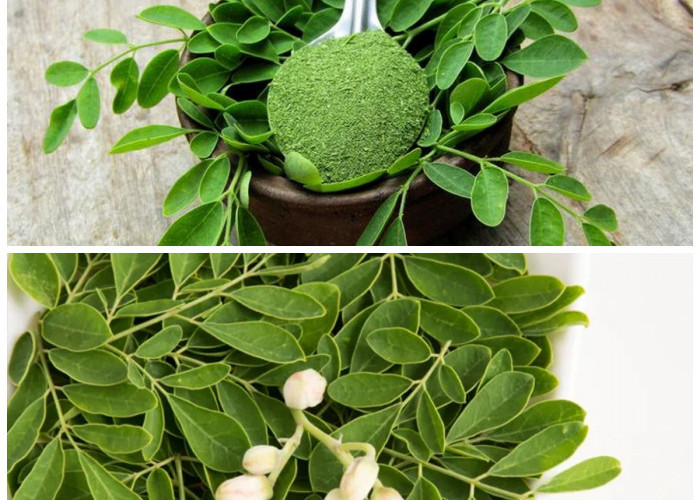 Khasiat Daun Kelor untuk Kesehatan: Rahasia Alami Menjaga Tubuh Tetap Prima