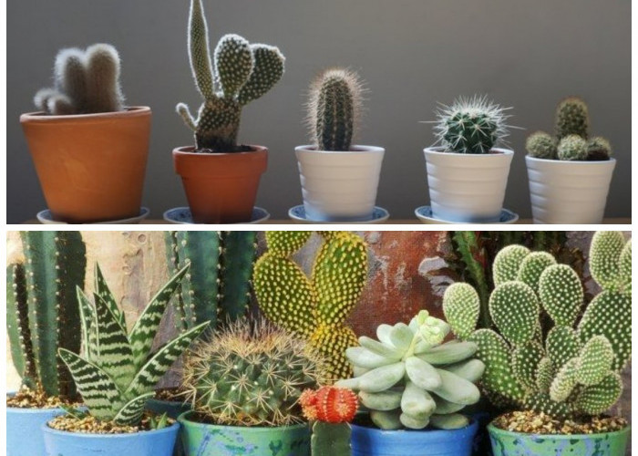 Kaktus di Rumah: 7 Keuntungan yang Bisa Kamu Dapatkan