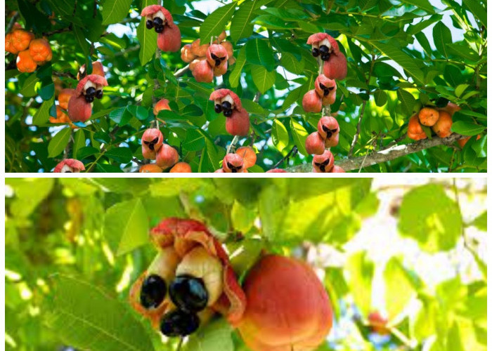 Mengenal Buah Ackee: Si Eksotis dari Tropis dengan Khasiat Luar Biasa