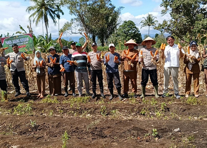 Panen Jagung bersama Petani, Polsek Pagar Alam Utara Dukung Ketahanan Pangan