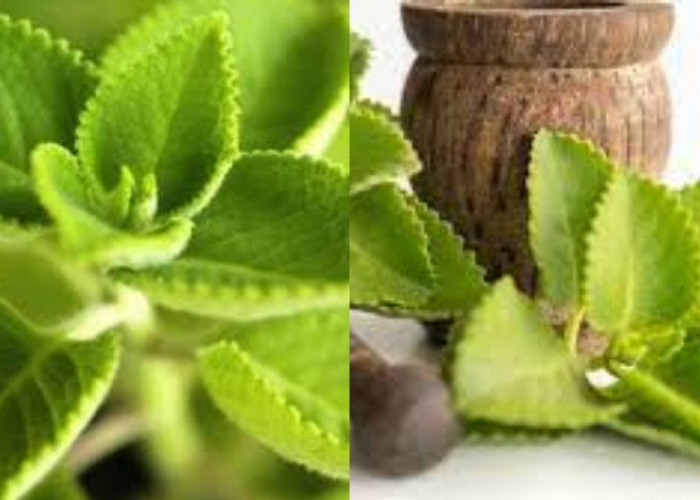 Kamu Harus Tahu! Inilah 7 Manfaat Daun Bangun-bangun Untuk Kesehatan Tubuh