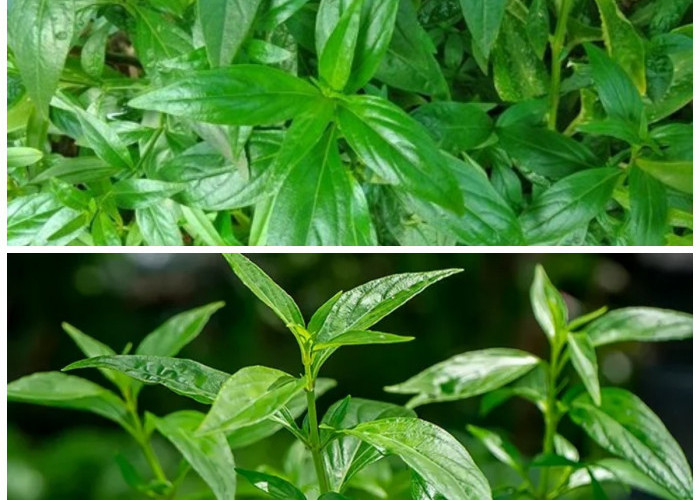 Dikenal Sebagai Obat Alami Serba Guna, Inilah Manfaat Luar Biasa Sambiloto untuk Tubuh!