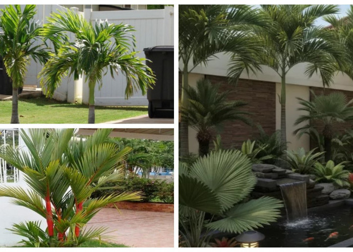 7 Jenis Palem Mini yang Cocok untuk Halaman Rumah, Hadirkan Nuansa Tropis yang Sejuk Tanpa Perawatan Ribet