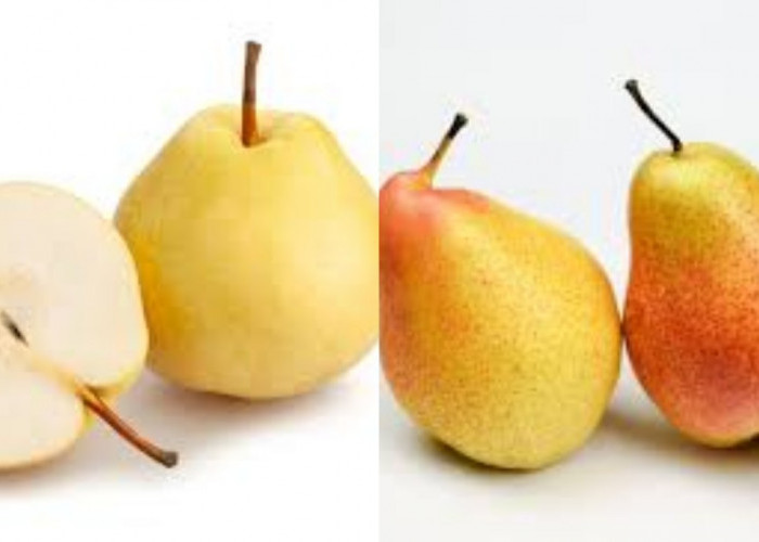 Penting! Inilah 8 Manfaat Buah Pir untuk Kesehatan Tubuh