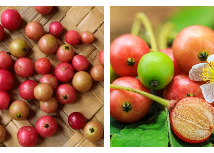 Buah Kersen untuk Asam Urat: Manfaat dan Cara Mengolahnya