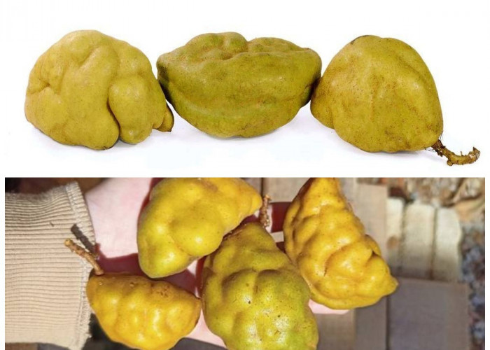 Manfaat Buah Namnam bagi Kesehatan Tubuh: Khasiat dan Cara Konsumsi untuk Mendukung Gaya Hidup Sehat