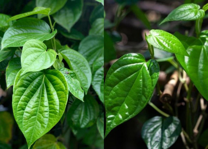 Wajib Kalian Ketahui! Inilah Manfaat Daun Sirih dan Cara Memperolehnya