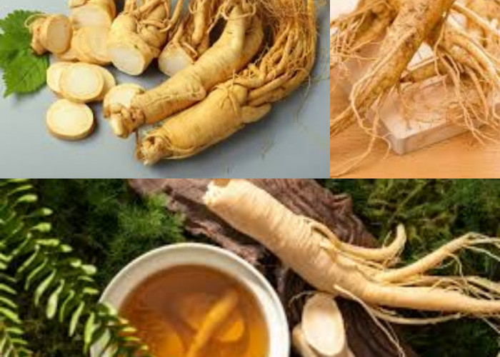 Ternyata Konsumsi Ginseng Dapat Meningkatkan Mood Loh, Yuk Kita Lihat Manfaat Lainnya!