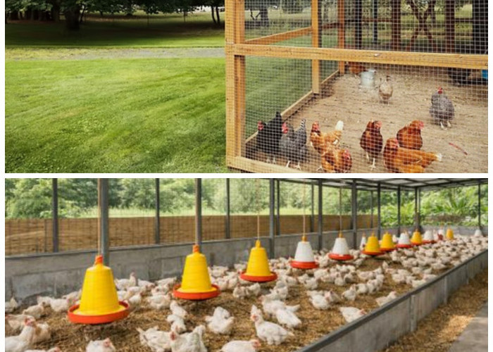 5 Inspirasi Kandang Ayam Dry Litter Modern 2026: Solusi Ternak Bersih dan Lebih Produktif