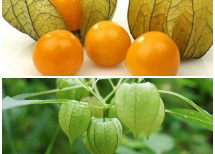 Rahasia Kesehatan dari Buah Ciplukan: Khasiat dan Tips Pengolahannya