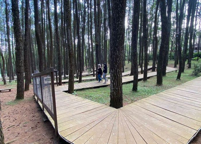 Wisata Hutan Pinus yang Ada di Magekang Dijamin Bikin Kalian Ga Pengen Pulang!