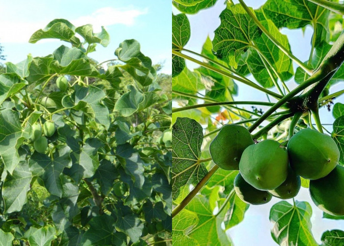 Kenali Manfaat Buah Jarak untuk Kesehatan yang Jarang diketahui