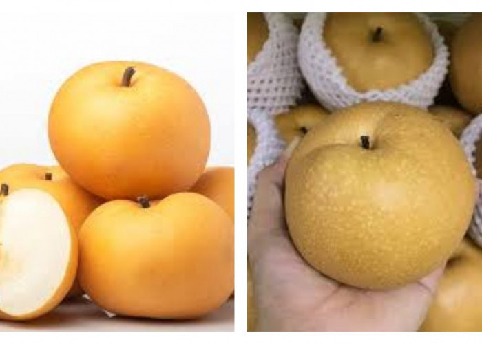 Manfaat Pir Singo bagi Pencernaan dan Pengelolaan Berat Badan !