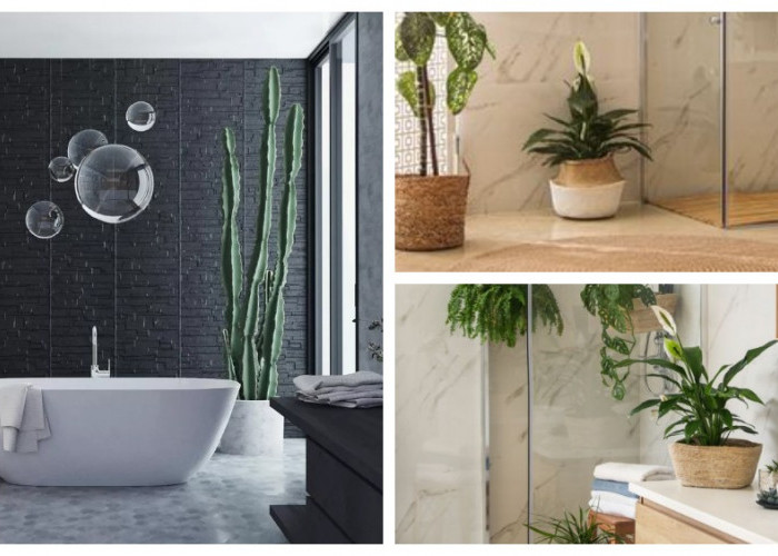 Tetap Hijau Tanpa Matahari: 5 Tanaman Pembersih Udara Paling Tangguh untuk Kamar Mandi