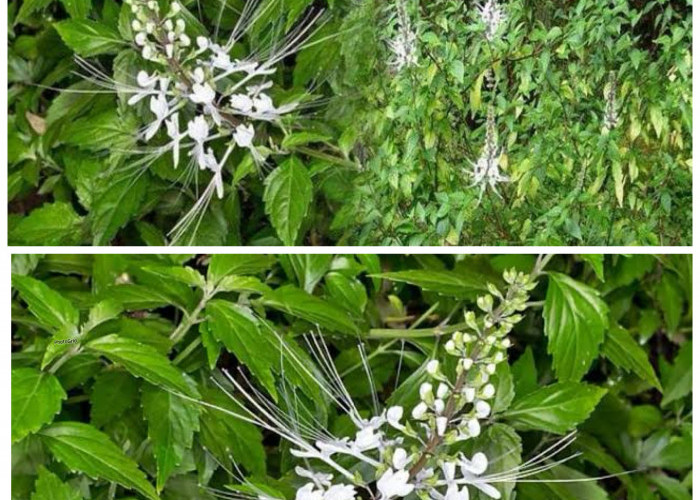 Manfaat Daun Kumis Kucing untuk Kesehatan: Ramuan Alami Penunjang Fungsi Ginjal hingga Penurun Tekanan Darah!