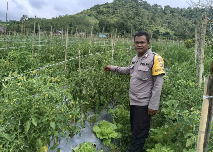 Perkuat Ketahanan Pangan, Bhabinkamtibmas Polsek Dempo Utara Pantau Budidaya Sayuran 