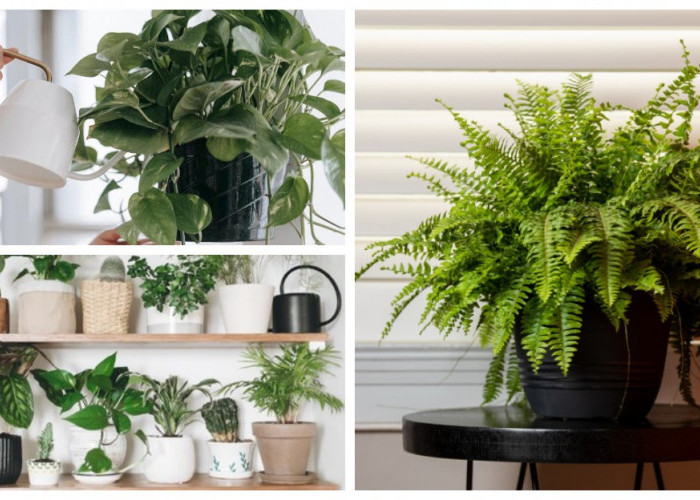 Dekorasi Interior Rumah: 7 Tanaman Penyaring Udara untuk Suasana Adem dan Cantik